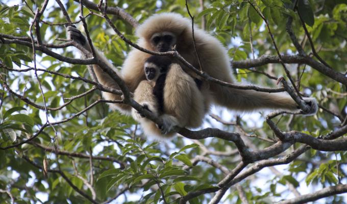 Gibbon_Family